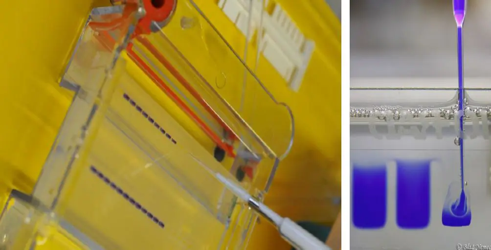 Polyacrylamide gel electrophoresis in western blot technique