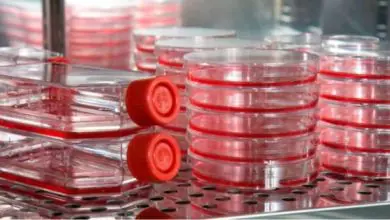 cell differentiation Ageing and culture media