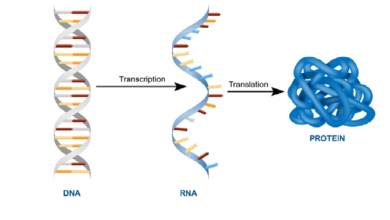 expression systems of recombinant proteins