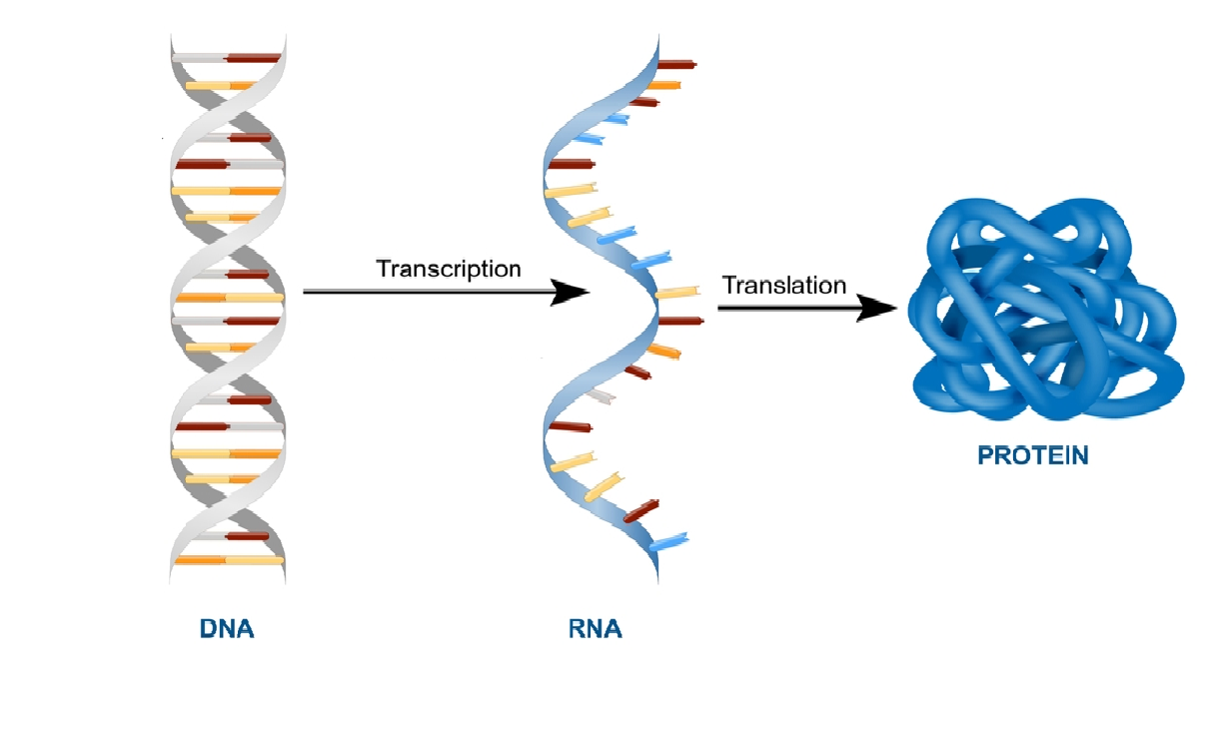 Different types of expression systems of proteins