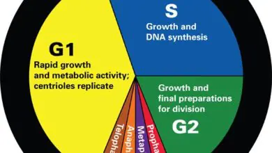 Cell cycle processes and separation