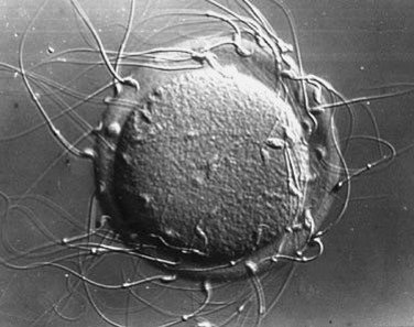 Embryology - Histogenotech