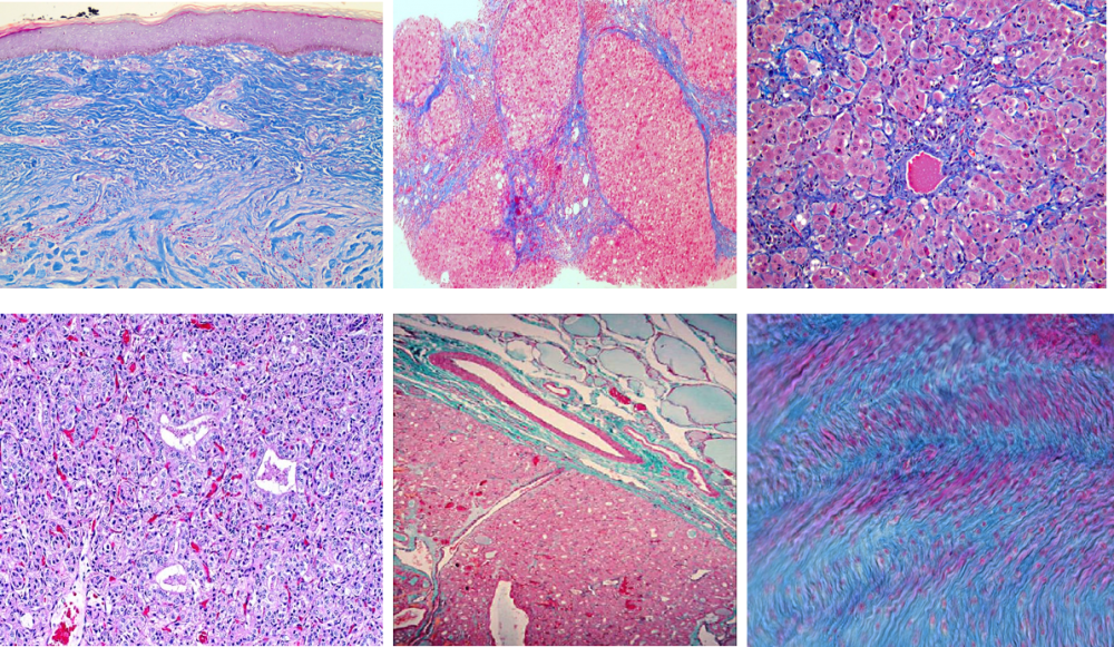 Histology Tissue Engineering and Pathology services