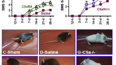Basso mouse scale (BMS)