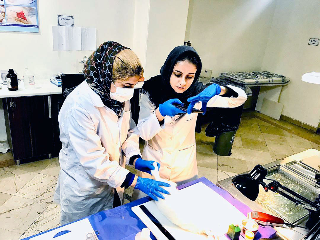 Animal Studies Histogenotech