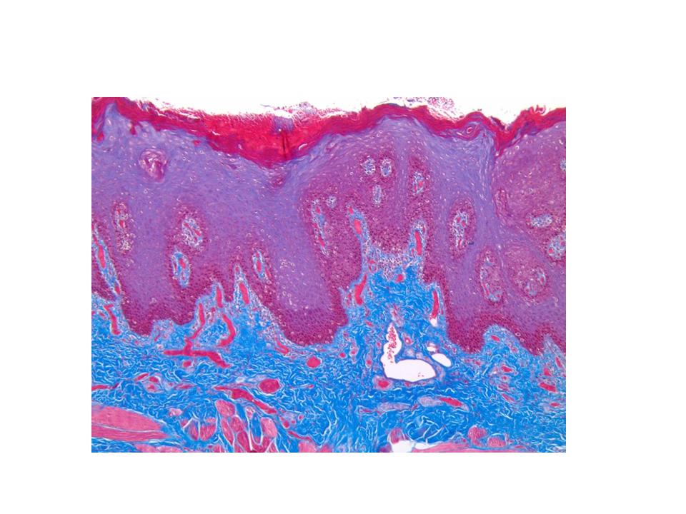 Histology Tissue Engineering and Pathology services
