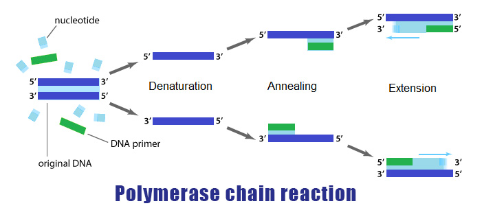 Tahapan Dan Prinsip Pcr Polymerase Chain Reaction Referensi Biologi ...