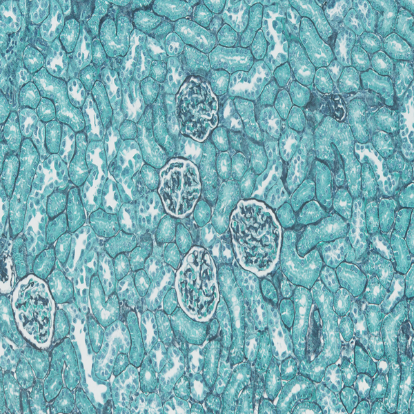 Histological 46 Lightgreen