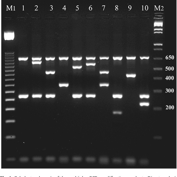 Multiplex PCR 1