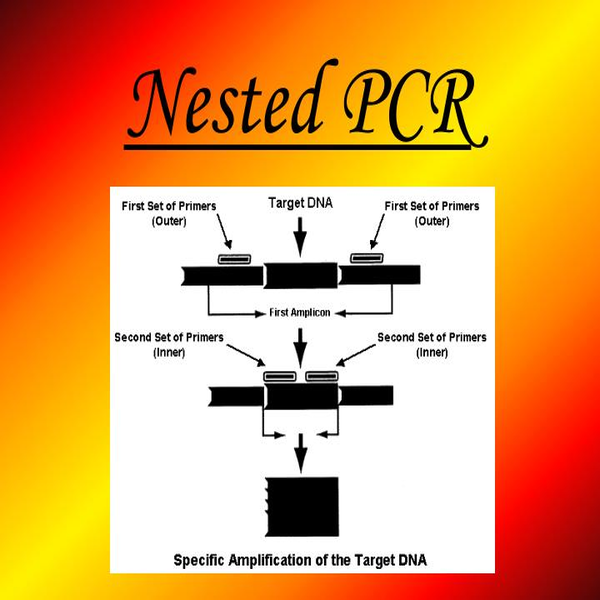 Molecular 108 Nested PCR 1