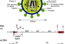 Genetic 26 Retrovirus virion viral genome and RNA transcript A Schematic diagram of virion Q640