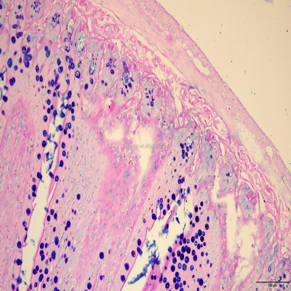 Histological 30 alcian blue dye