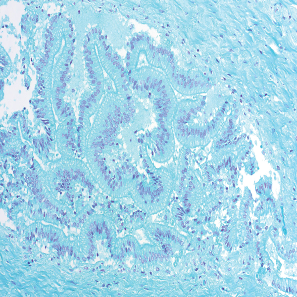 Histological 41 feulgen