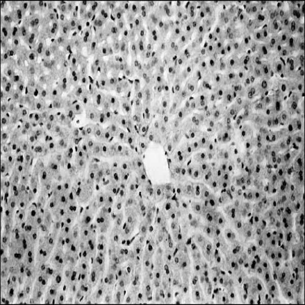Histological 38 sudan black