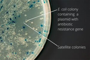 باکتری E.coli