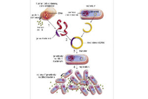 دیاگرام ترانسفورماسیون باکتری