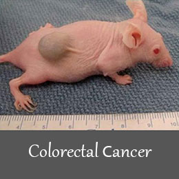 Colorectal cancer animal model 1