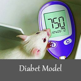 Diabet animal model 1
