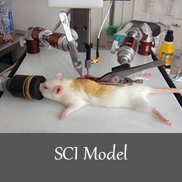 SCI Model