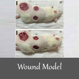 Wound model