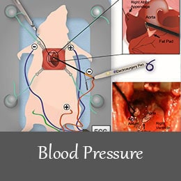 blood pressure animal model 1