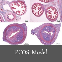 pcos animal models 1