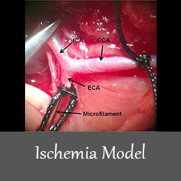 ischemia animal model Histogenotech 1