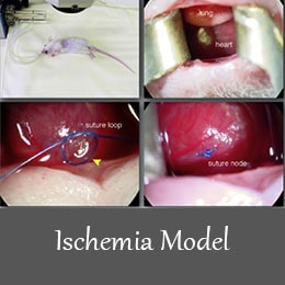 ischemia model