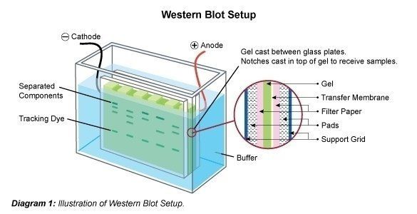 western blot setup