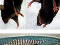 Neurologic-assessment-A-Tail-suspension-test-Kcc3--mice-clasp-both-the-forelimbs-and2