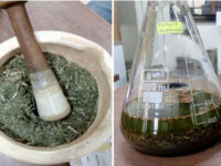 maceration extraction