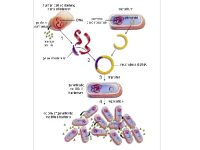 دیاگرام ترانسفورماسیون باکتری